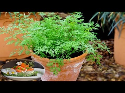 How To Growing, Planting, Harvesting Dill From seeds in Pots | Grow Herbs At Home
