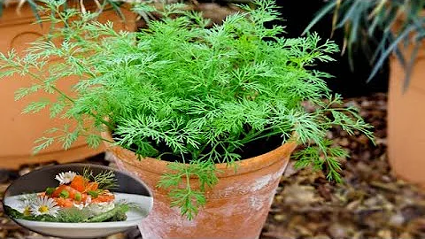 How To Growing, Planting, Harvesting Dill From see...