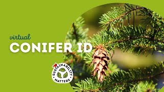 Virtual Conifer ID screenshot 5