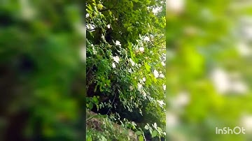 سورة الرحمن أحمد العجمي 🌺حالات واتساب🌺