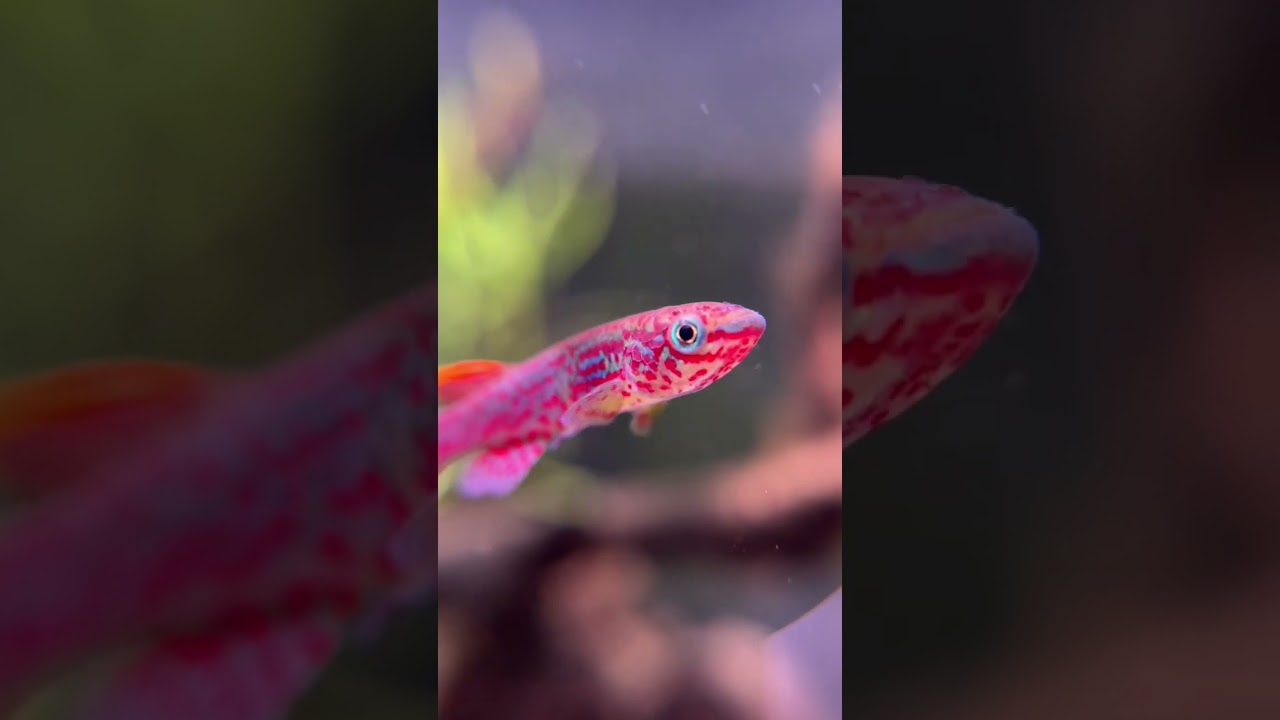 My killifish looking pink 