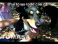  perritos en adopcin ghapad conoce a tomasa 
