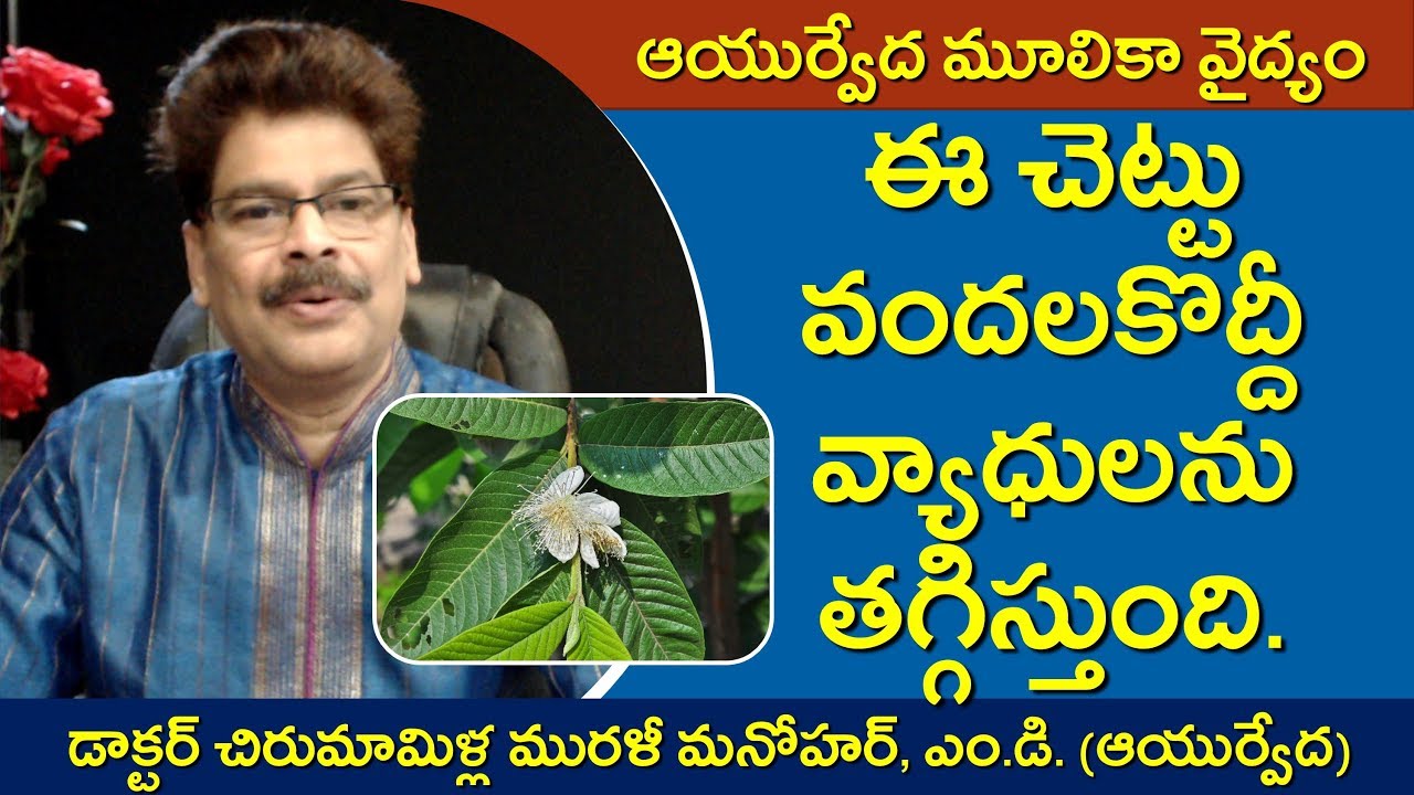 వందలకొద్దీ వ్యాధులను తగ్గించే జామ. Amazing Remedies with Guava Fruit and Tree in Telugu. - YouTube