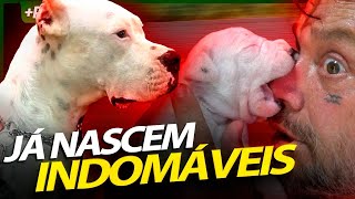 FILHOTES DE DOGO ARGENTINO, O BICHO JÁ NASCE BRAVO! | RICHARD RASMUSSEN