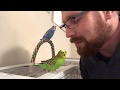 Teaching the parakeets to talk