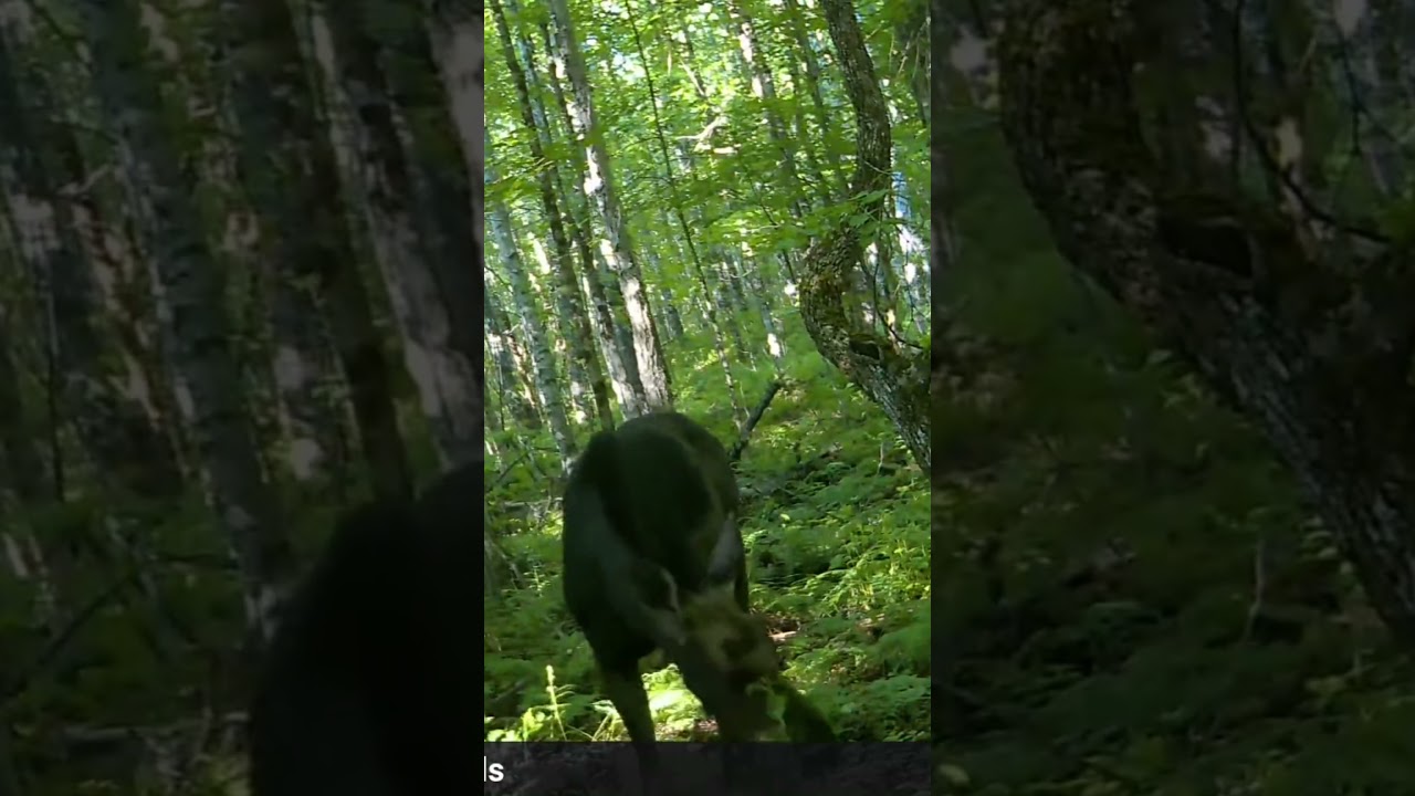 A bull moose eating, demonstrating classic Maine moose behavior.