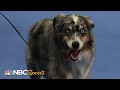 National Dog Show 2020: Best in Show (Full Judging) | NBC Sports