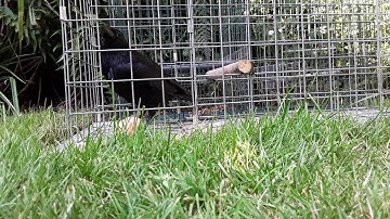 Larsen trap Crow destroys an egg