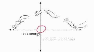 The Study of Squirrel