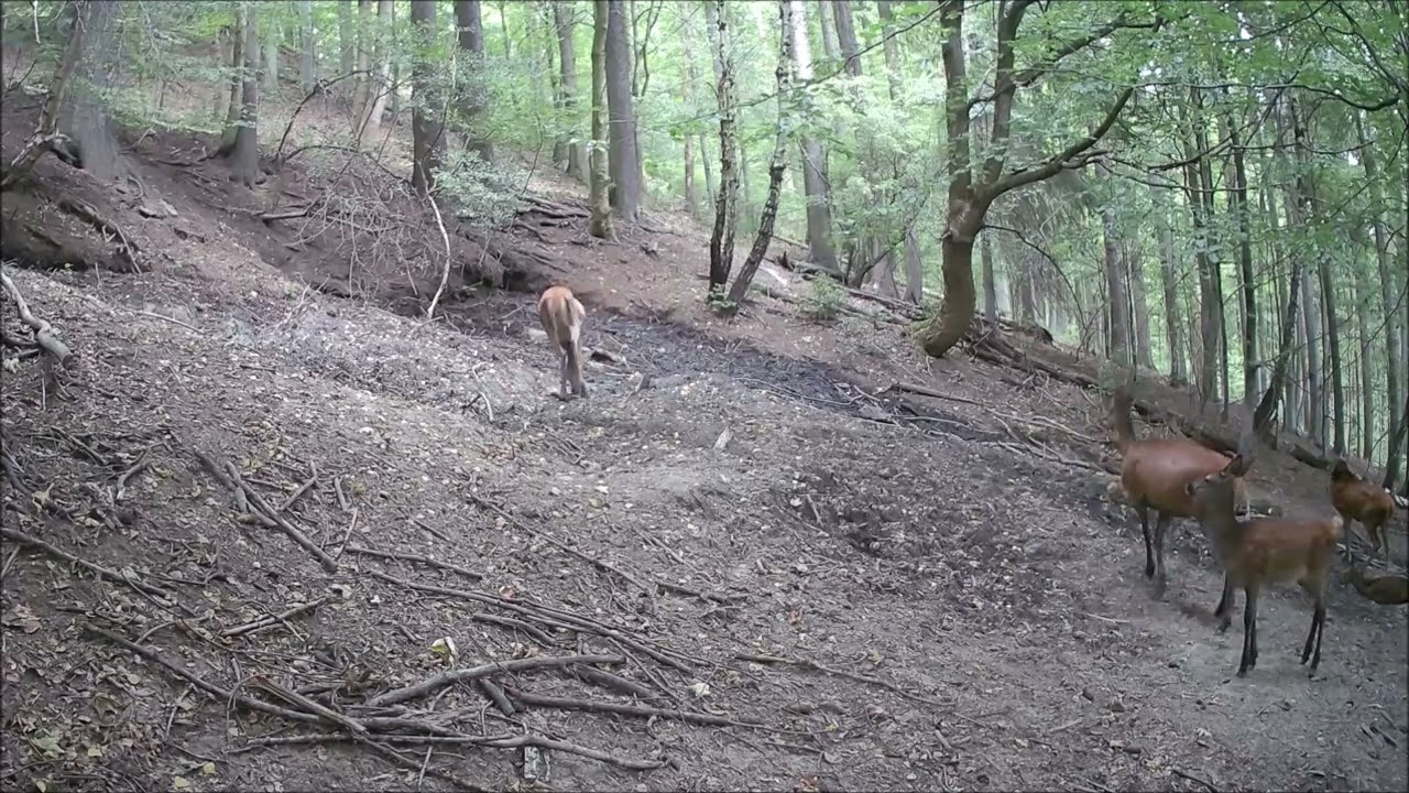 Fotopast - Krušné hory (110)