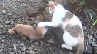 Cats attacking dog - Cats do not like the new puppy and trying to scare him