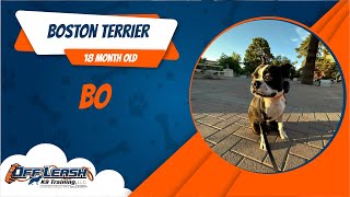 Boston TerrierOff leash Dog Training / Obedience Training