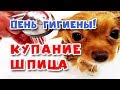 🐾 Как КУПАТЬ щенка шпица