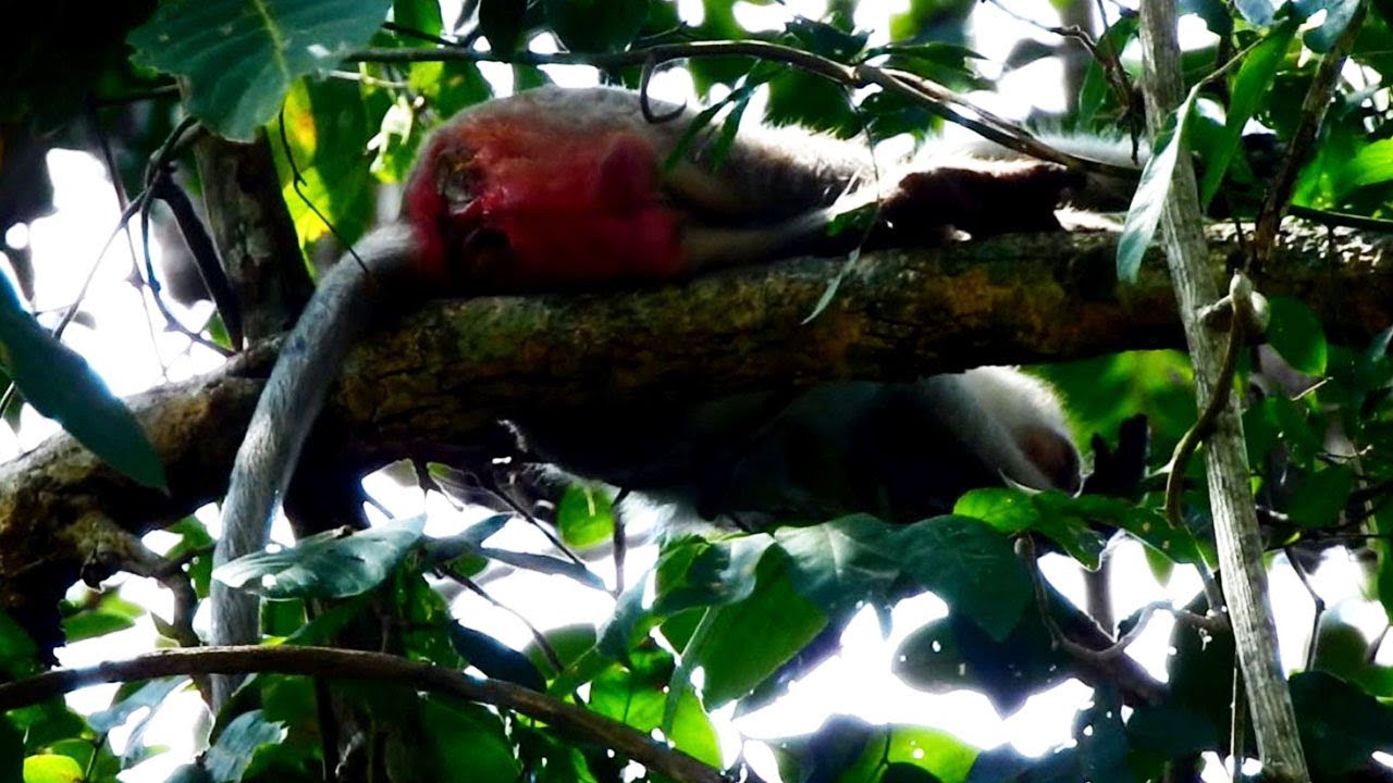 foundry Breaking Heart To Poor Monkey Rosa Is Hard To Give Birth Almost One day