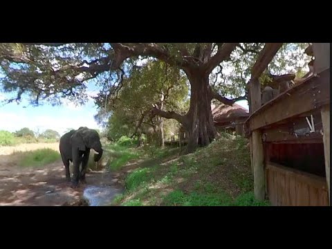 Eye Level with an Elephants in a Hide | 360 VR Tour