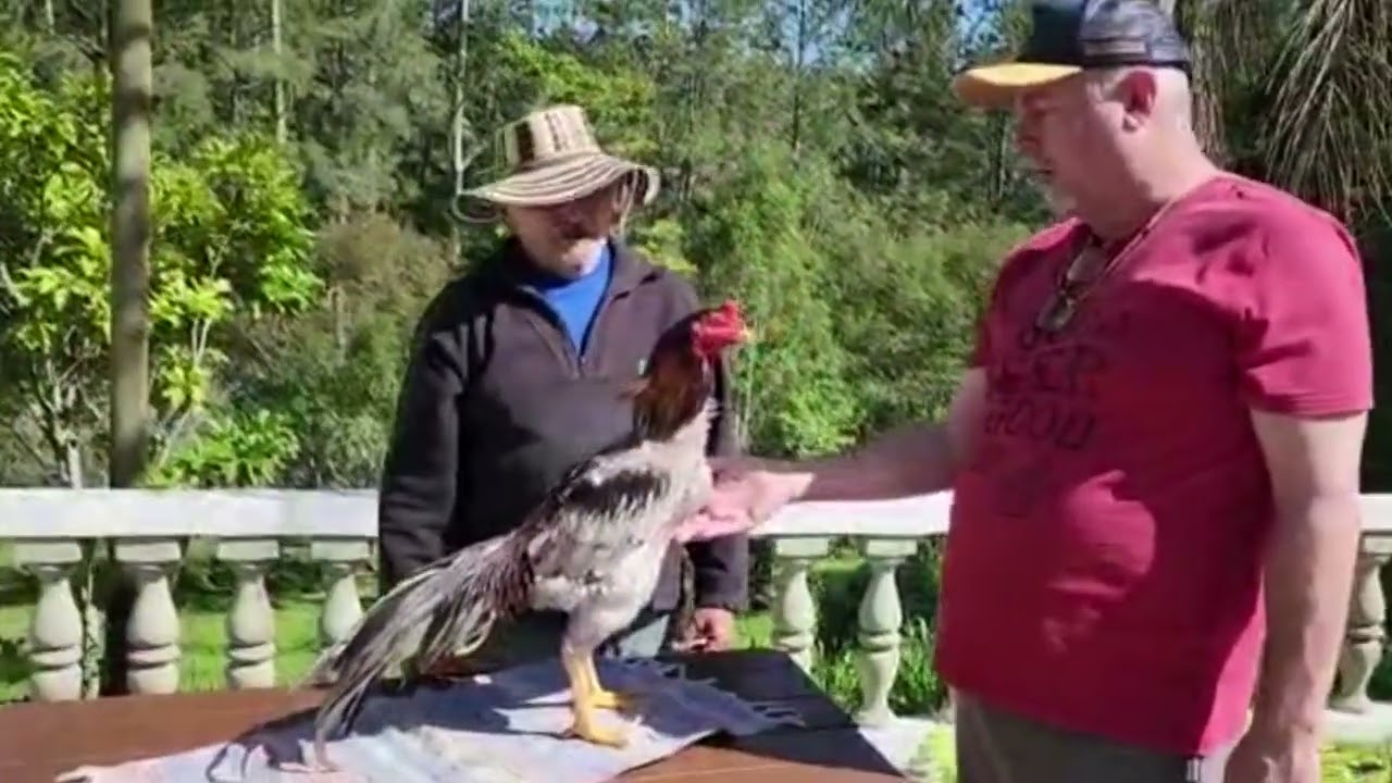 Reliquia Pavoa Velha!!!