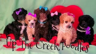 Miniature Poodle Female Puppies! by Up The Creek Poodles 138 views 1 year ago 6 seconds