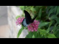 Butterflies and Fountains