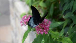 Butterflies and Fountains