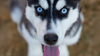 Dog 101: Husky - The Majestic