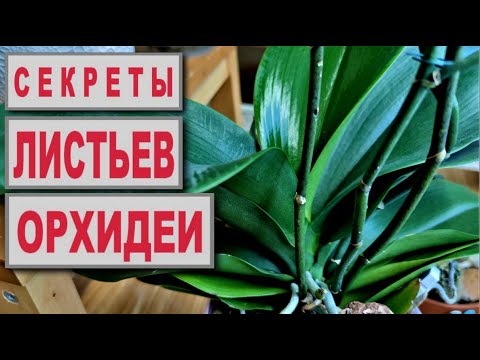 СЕКРЕТЫ ЛИСТЬЕВ ОРХИДЕИ, или ЕСТЬ ЛИ У ОРХИДЕИ ГОРБ? ВОПРОСЫ ПО АЛОЭ для ОРХИДЕЙ, ВОПРОСЫ И ОТВЕТЫ!