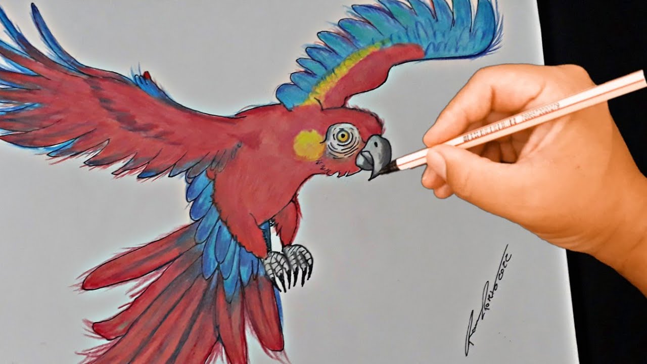 Como desenhar uma Arara - Vermelha passo a passo || desenho para iniciantes passo a passo 