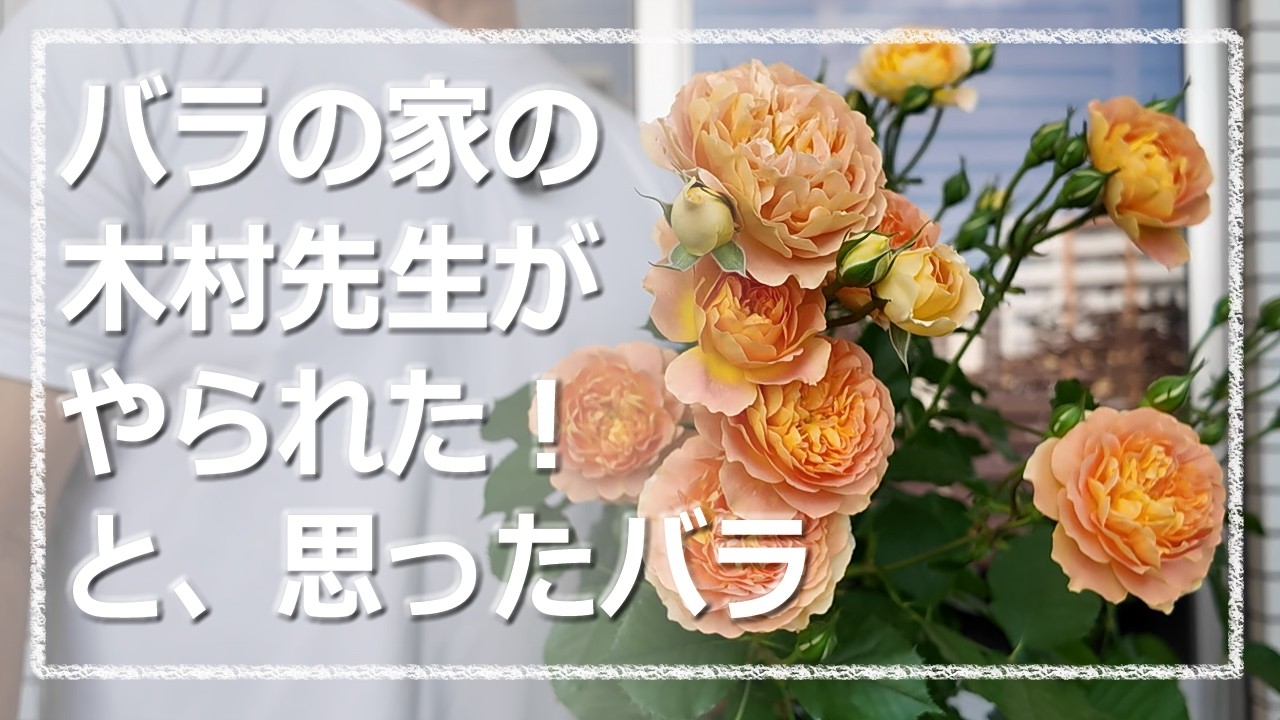 KIRAさま バラ The Roses from Kimura-sensei at Baranoie That Totally Blew Me Away