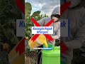Awas Rontok! Rahasia Bunga Cabe Lebat di Minggu ke 8!