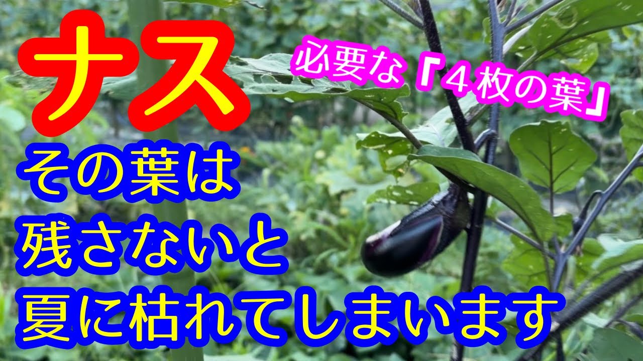 【ナス】剪定の仕方、葉の残し方で秋ナスの収穫量に大きな差が出ます。