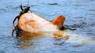 Fishing for CATFISH from a boat. рыбалка на сома с лодки.