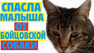 кошка Тара спасла малыша от бойцовской собаки / кошка спасла ребенка