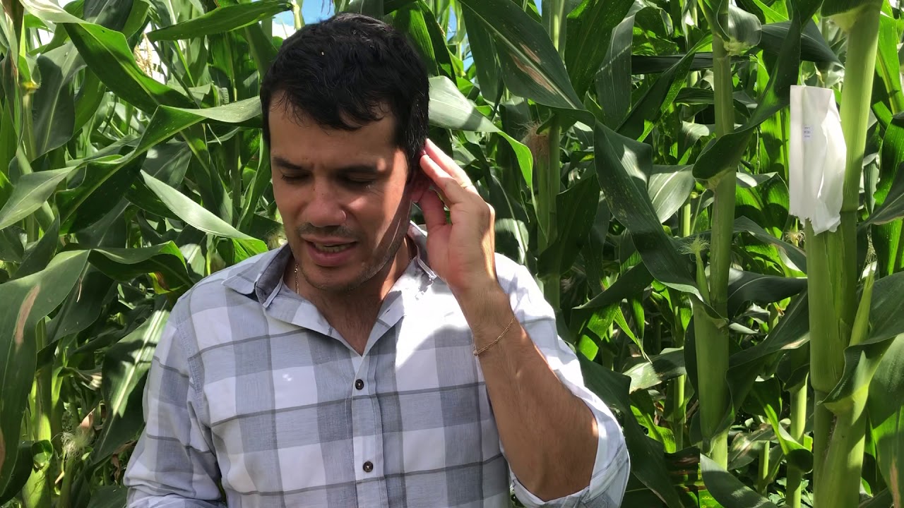 Cruzamento Manual em Milho