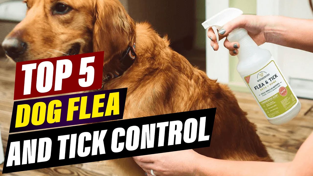 Visual Reference: Affordable Flea And Tick Prevention For Dogs Budget Friendly Options