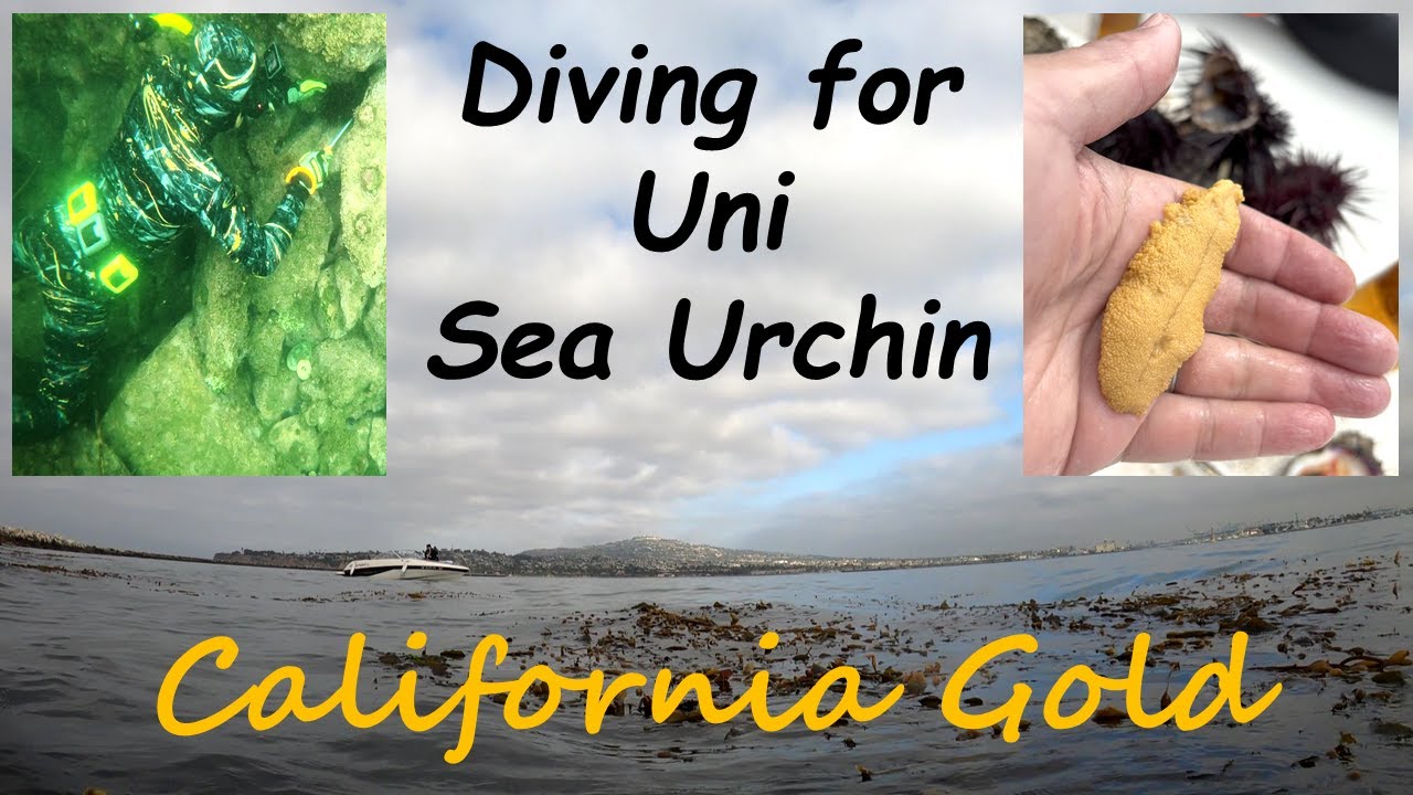 Diving for Sea Urchin (Uni) in SoCal