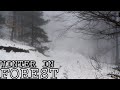 Walking In The Forest During Winter Greece Mountain Olympus