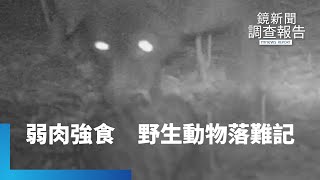 弱肉強食之爭野生動物落難記｜鏡新聞調查報告#鏡新聞 