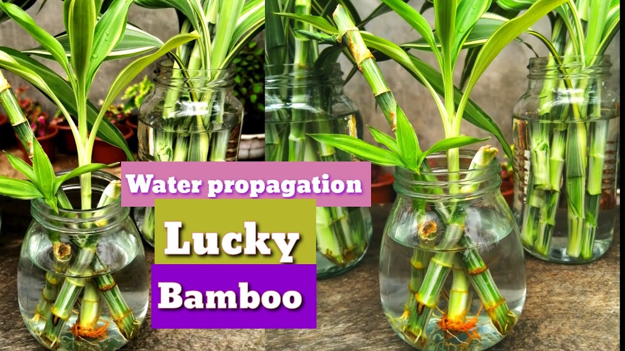 How I propagate LUCKY BAMBOO plant Water Propagation Jenny's Channel
