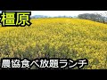 菜の花畑と農協バイキング【奈良 橿原】