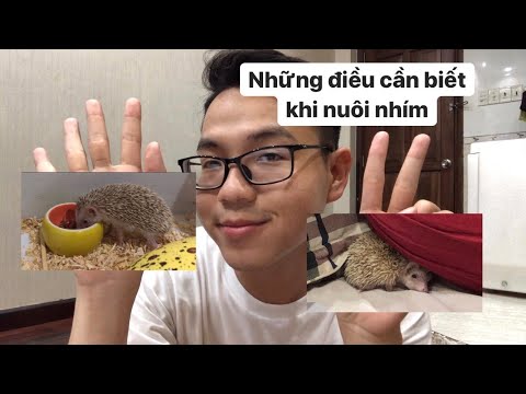 7 điều bạn cần biết trước khi nuôi nhím kiểng 😀 | Mẹo chăm nhím khiểng 🦔