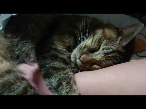 飼い主の腕を離さない猫