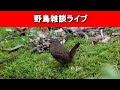 【野鳥】何話す?野鳥識別士?サギ?秋の渡り?なーんも決めてないよ。