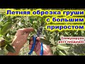 Летняя обрезка груши с сильным приростом. Стимулируем рост плодовой древесины.