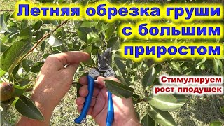 Летняя обрезка груши с сильным приростом. Стимулируем рост плодовой древесины.