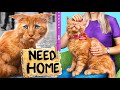 We Make a Shelter for Pets at Home / Challenge