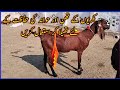 Goat Udder Sack //بکریوں کے تھن اور حوانہ  کی حفاظت کے لئے تھیلا کر استعمال کریں