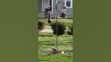 Squirrel Proof Bird Feeder with a Slinky #birds #natgeo #squirrel #hacks #doityourself