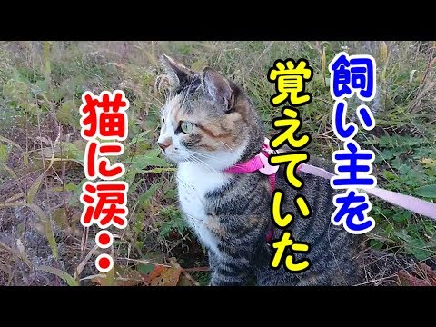 飼い主を忘れた猫と久しぶりに散歩をしたら涙が止まりませんでした Youtube 飼い主を忘れた猫と久しぶりに散歩をしたら涙が止まりませんでした Youtube
