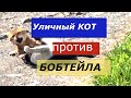 Драка уличного кота с бобтейлом / Angry cats fights