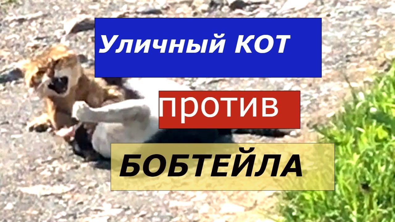 отзывы о собаках бобтейл