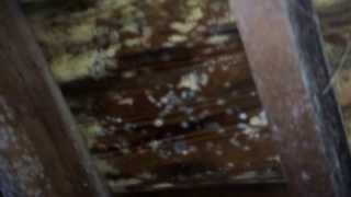 A home inspector flagged my attic for mold growth. Before & after mold  removal  Glendale Heights,IL